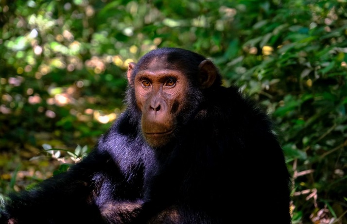 Chez les chimpanzés, la diversité culturelle aussi est victime des humains