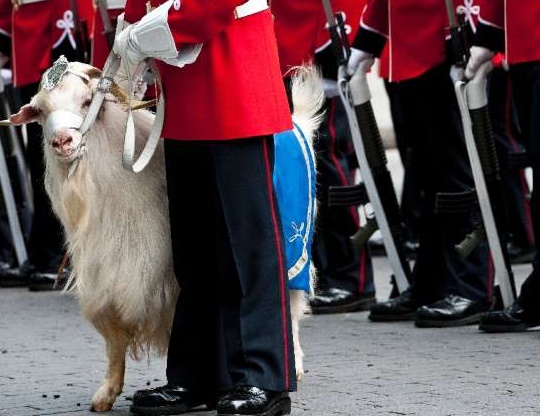 Insolite : Une chèvre pour maire