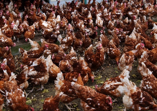 Insolite : Un renard tué par des poules