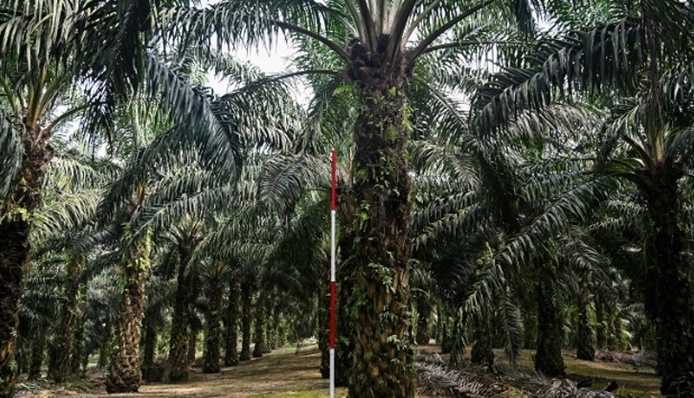 Contre la déforestation, la Malaisie teste des palmiers à huile nains Contre la déforestation, la Malaisie teste des palmiers à huile nains