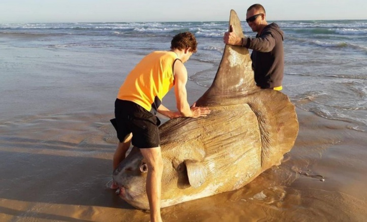 Insolite : Poisson-lune Insolite : Poisson-lune