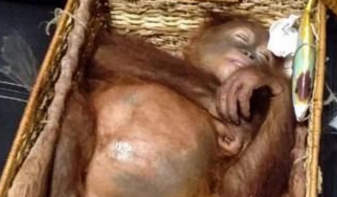 Insolite : Orang-outan dans la valise Insolite : Orang-outan dans la valise