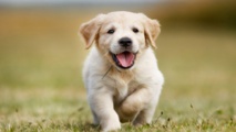 Insolite : Chien «dealer»