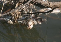 Pollution de l’oued Moulouya : La mortalité des poissons causée par l’anoxie du milieu aquatique Pollution de l’oued Moulouya : La mortalité des poissons causée par l’anoxie du milieu aquatique