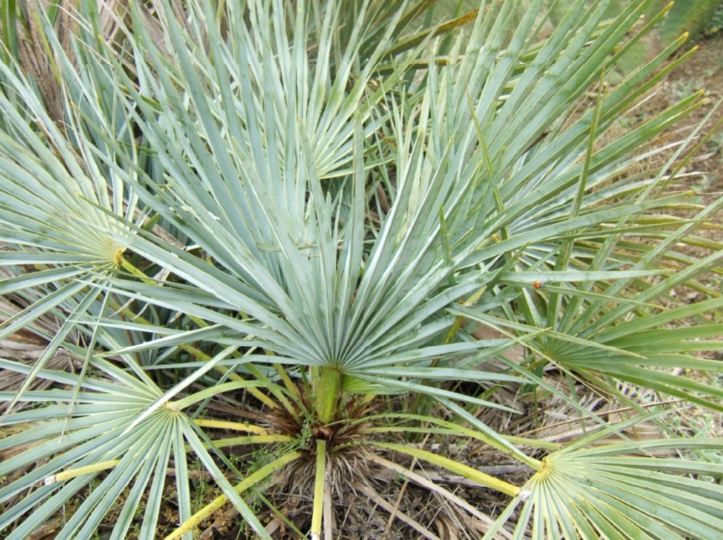 Le palmier nain, un arbre aux multiples bienfaits en danger Le palmier nain, un arbre aux multiples bienfaits en danger