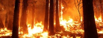 Quelques conseils pour éviter  le déclenchement des feux de forêt
