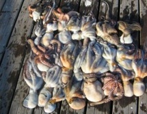 Suspension de la pêche du poulpe : Le ministère de l’Agriculture attise la colère des pêcheurs Suspension de la pêche du poulpe : Le ministère de l’Agriculture attise la colère des pêcheurs