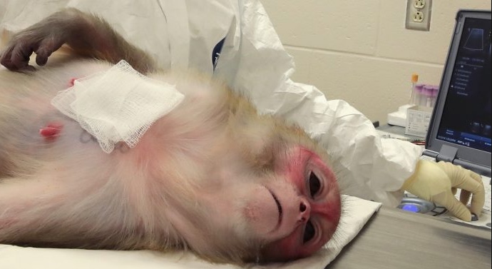 Des scientifiques implantent à des singes un gène du cerveau humain