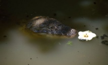 Insolite : Des caïmans dans une favela Insolite : Des caïmans dans une favela