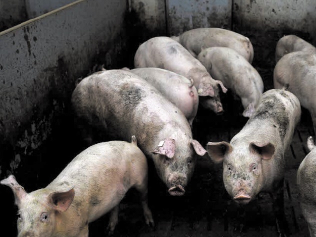 Quand des cerveaux de porcs continuent de fonctionner après leur mort Quand des cerveaux de porcs continuent de fonctionner après leur mort