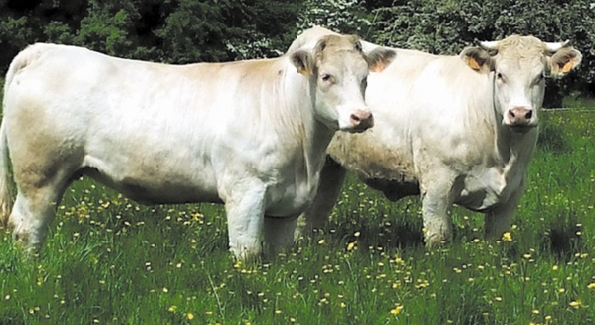 De la prairie et moins d'élevage intensif pour nourrir l'Europe en 2050 De la prairie et moins d'élevage intensif pour nourrir l'Europe en 2050