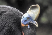 Insolite : Tué par son casoar Insolite : Tué par son casoar
