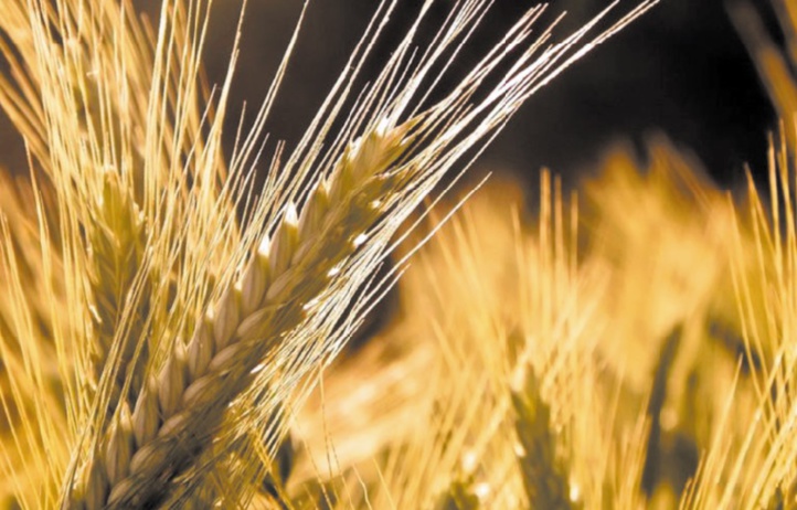 La saison agricole sera moyenne au niveau de la production des céréales