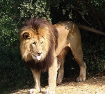 Faune marocaine : Huit espèces de mammifères disparues Faune marocaine : Huit espèces de mammifères disparues