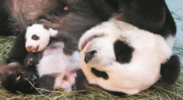 “Dégueus” ou “trop mignons!”, les animaux discriminés par leur image