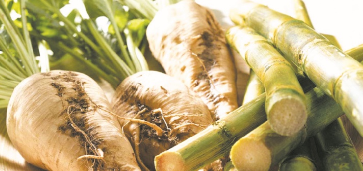 Production record attendue de betterave et de canne à sucre dans la région du Gharb