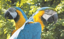 Insolite : Un perroquet super docile