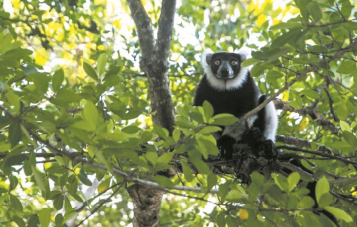A Madagascar, les lémuriens et leur forêt menacés par le braconnage