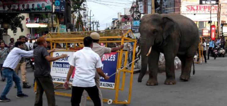 Insolite : La balade d'un éléphant
