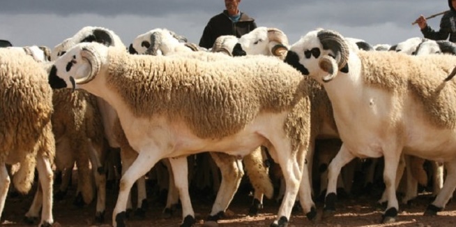 Le Programme national de lutte contre la fièvre aphteuse s’étend aux ovins et caprins Le Programme national de lutte contre la fièvre aphteuse s’étend aux ovins et caprins