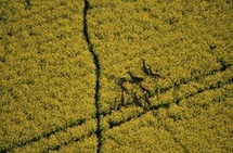 Les paysans brésiliens parient sur les biocarburants Les paysans brésiliens parient sur les biocarburants
