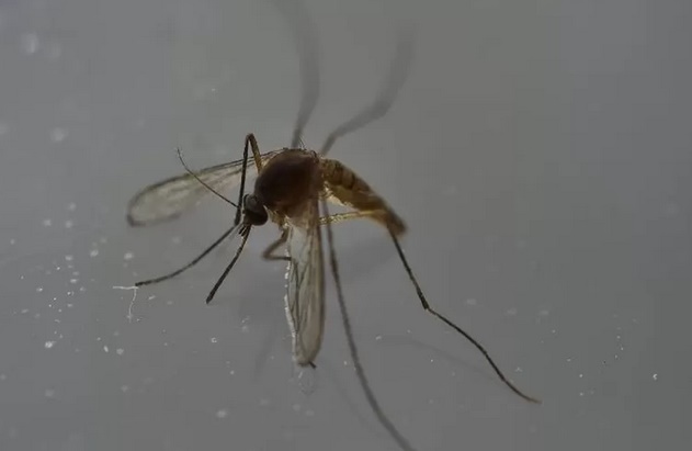 Zika : Risque de séquelles neurologiques graves Zika : Risque de séquelles neurologiques graves