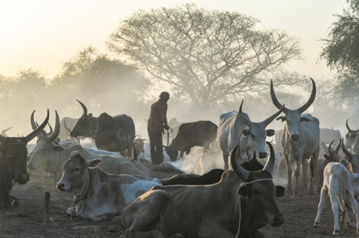 Dans l’ombre du conflit armé au Soudan du Sud, la guerre du bétail
