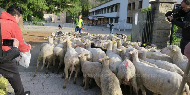 Insolite  : Des moutons à l’école Insolite  : Des moutons à l’école