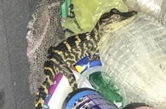 Insolite : Un alligator dans le pantalon Insolite : Un alligator dans le pantalon