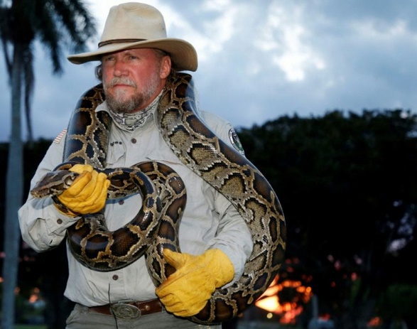 Ces patrouilles qui traquent les pythons la nuit en Floride Ces patrouilles qui traquent les pythons la nuit en Floride