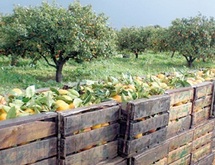 Berkane : Les préparatifs de la campagne agricole vont bon train