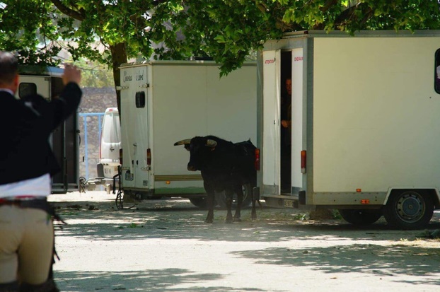 Insolite : Taureau en fuite Insolite : Taureau en fuite
