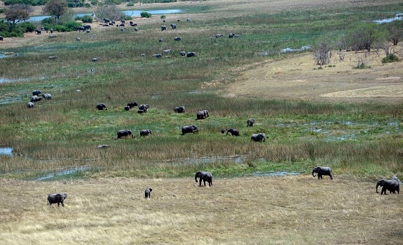 Réactions passionnées après le rétablissement de la chasse aux éléphants au Botswana