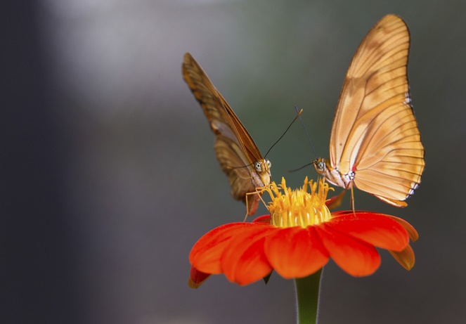 Appel à l'application de la loi relative à la protection des espèces de flore et de faune sauvages