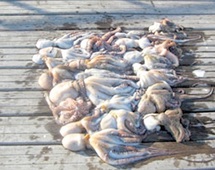 Ouverture de la pêche au poulpe entre Sidi Lghazi et Lagouira