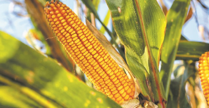 Les prix mondiaux des produits alimentaires en hausse pour le cinquième mois d'affilée Les prix mondiaux des produits alimentaires en hausse pour le cinquième mois d'affilée