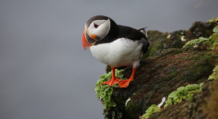 Les macareux affamés par le réchauffement climatique en Alaska Les macareux affamés par le réchauffement climatique en Alaska