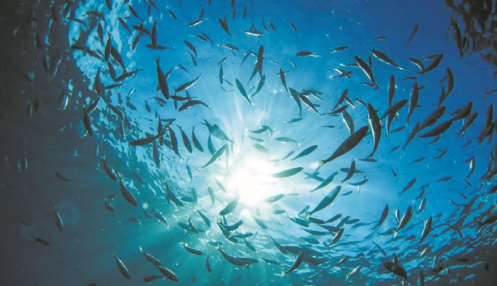 Les poissons aussi ont des chagrins d'amour