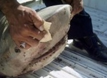 Requins, quand le prédateur devient proie Requins, quand le prédateur devient proie