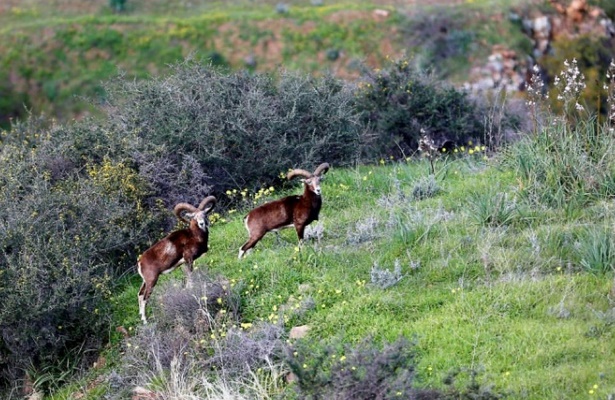 Emblématiques de Chypre, les mouflons suscitent l'ire des agriculteurs Emblématiques de Chypre, les mouflons suscitent l'ire des agriculteurs