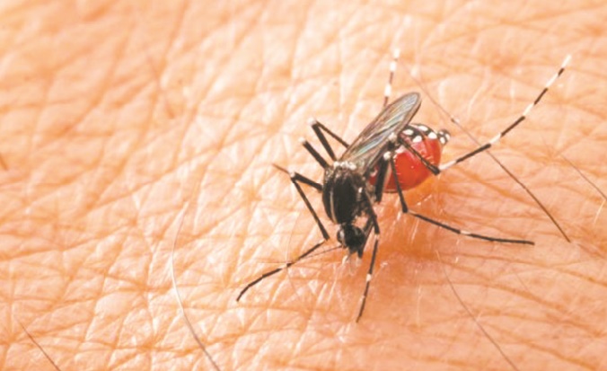 Comment dissuader les moustiques de nous piquer