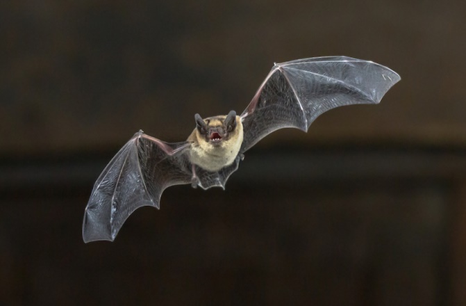 Les chauves-souris, première cause de cas mortels de rage humaine aux Etats-Unis