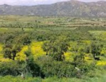 Caravane médicale à Oulad Jbara des étudiants de l’ENSA Caravane médicale à Oulad Jbara des étudiants de l’ENSA