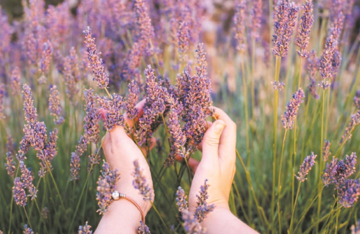 La lavande pour bien dormir... même quand il fait chaud La lavande pour bien dormir... même quand il fait chaud