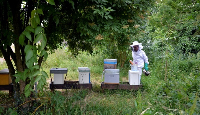 L'agriculture bio, c'est bon pour les abeilles