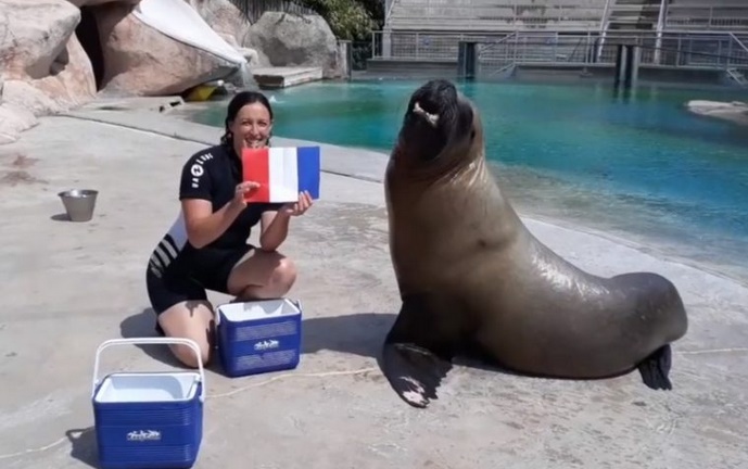 Insolite : Mort de l’otarie Watson Insolite : Mort de l’otarie Watson