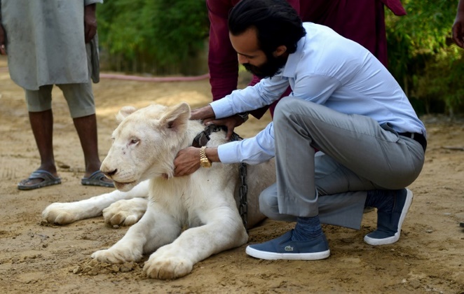 Insolite : Des lions comme animaux de compagnie