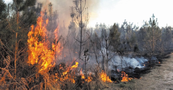 Comment éviter le déclenchement des feux de forêt et s’en sortir indemne
