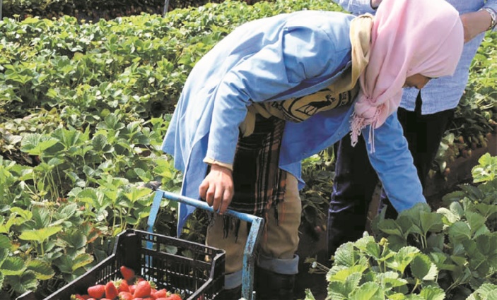 La région de Casablanca-Settat ambitionne de créer 1.250 coopératives agricoles à l'horizon 2023 La région de Casablanca-Settat ambitionne de créer 1.250 coopératives agricoles à l'horizon 2023