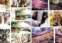 Crime écologique à Essaouira : Un arbre séculaire massacré Crime écologique à Essaouira : Un arbre séculaire massacré